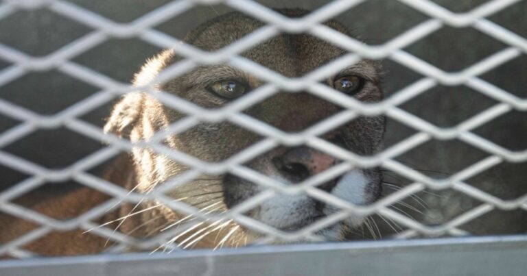 Envían a Uruguay a seis pumas rescatados en la Provincia de Buenos Aires del tráfico ilegal
