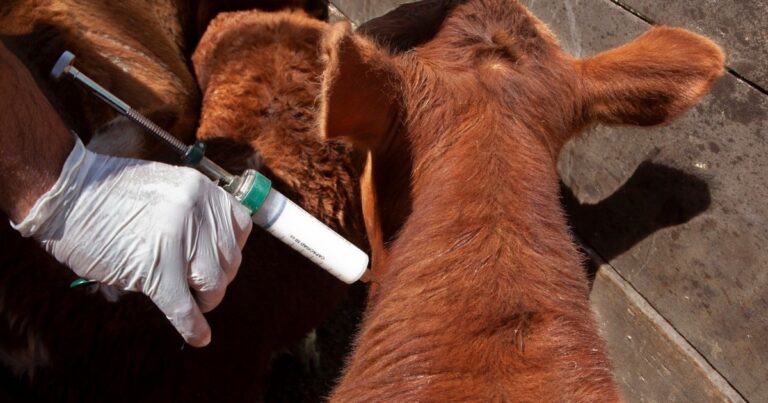 Un brote de aftosa en Alemania sacude el negocio global de la carne vacuna