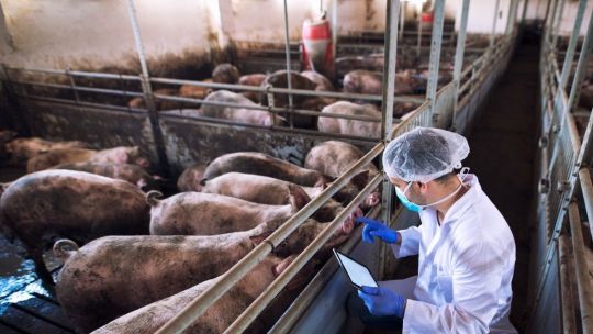 Brasil busca aumentar las exportaciones de carne de cerdo a México