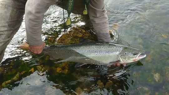 El salmón sufre con las aguas de los ríos a 25C y va hacia la extinción