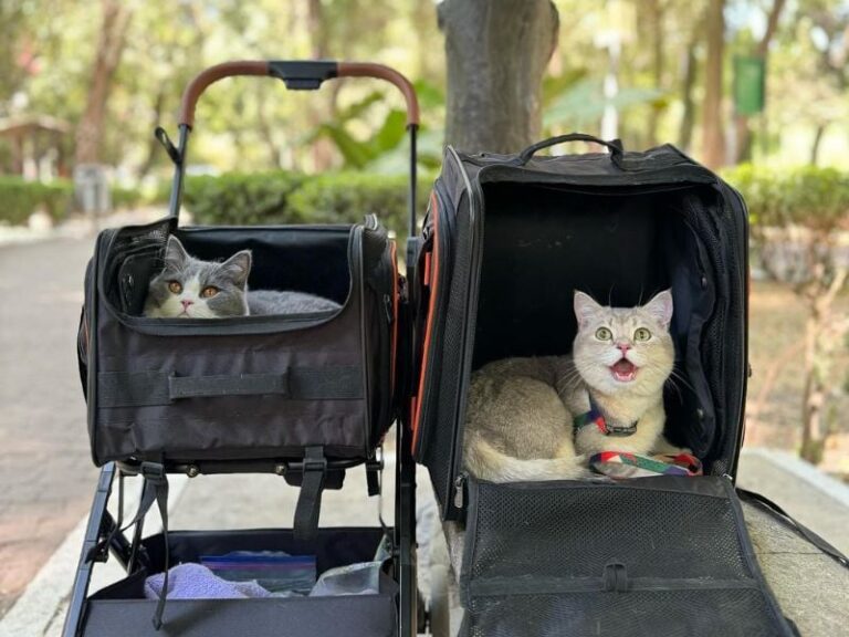 Cuatro gatos volaron por ocho horas a París y su comportamiento se volvió viral