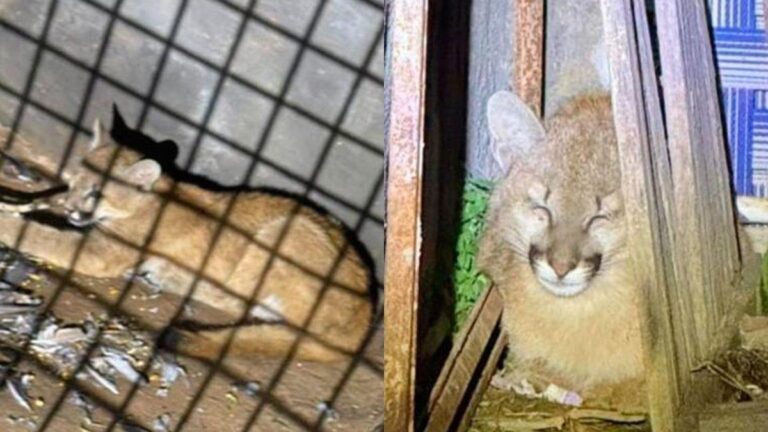 Rescataron a un cachorro de puma que estaba descansando en el patio de una casa de Santiago del Estero