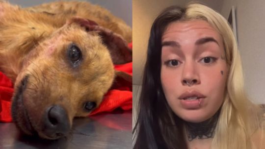 Indiferencia en Resistencia: cachorra agonizó mientras vecinos tomaban mate