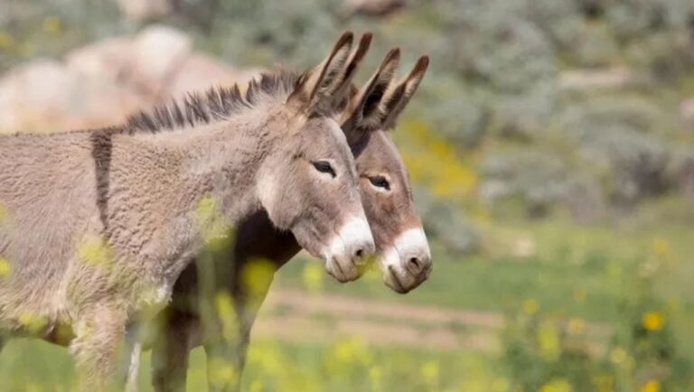 Burro en un campo de San Juan