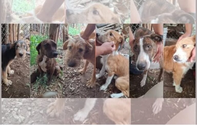 Ilustración de perros rescatados junto a símbolos de la justicia