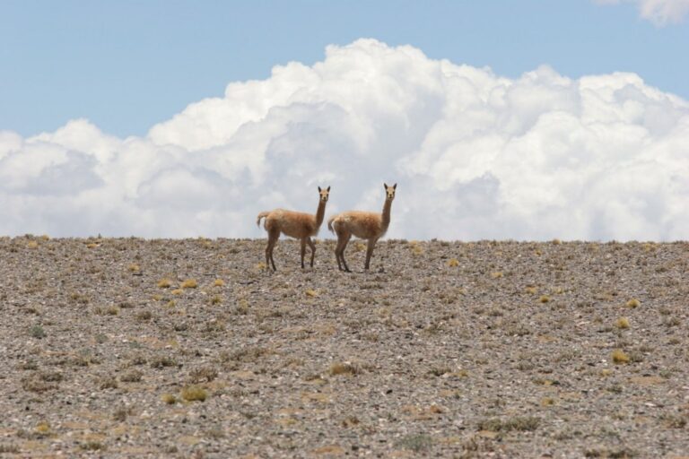 Operativo de rescate de fauna exótica en Pocito, San Juan