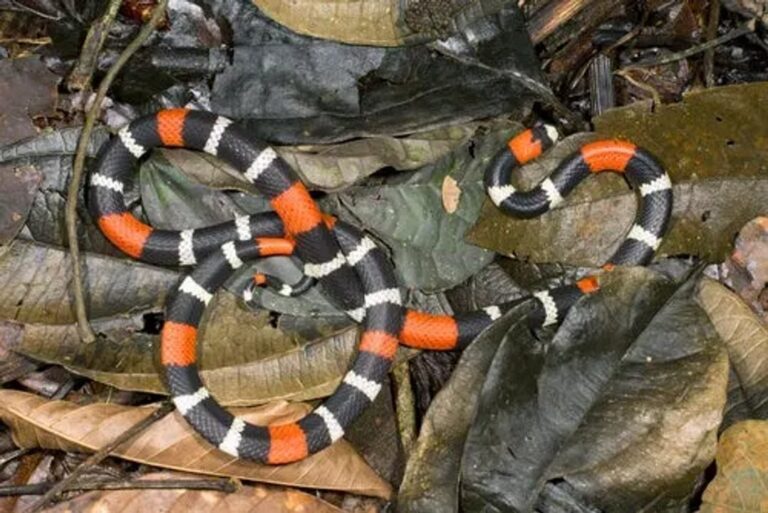 Ilustración de una serpiente coral con anillos rojos, negros y blancos, en un entorno que simula una calle.