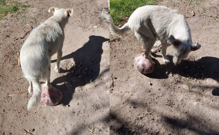 Perra rescatada en Media Agua con tumor avanzado siendo atendida por veterinarios
