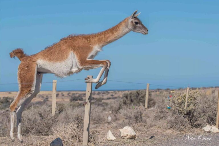 Guanaco en su hábitat natural, especie protegida por ley en la provincia de San Juan