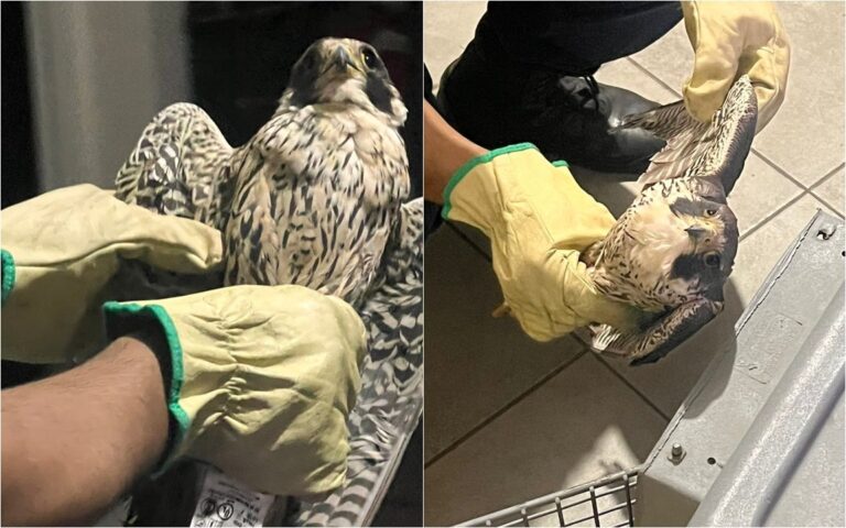 Halcón peregrino herido rescatado en Albardón